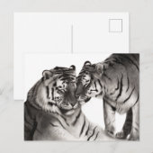 タイガー ラブ アート - 手描きの野生動物デザイン ポストカード (正面/裏面)
