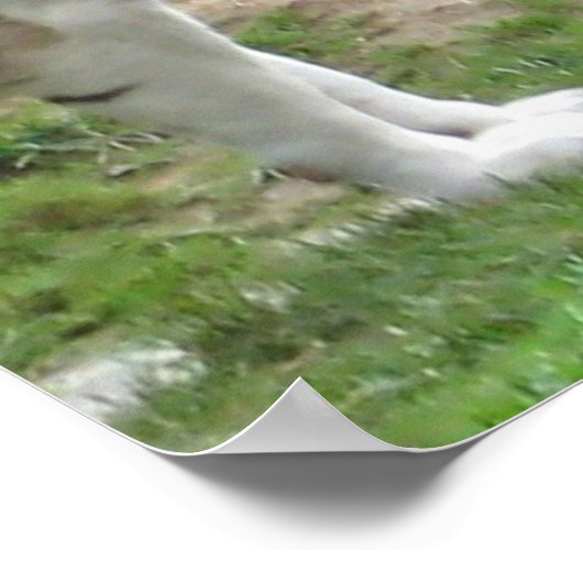 タイガー・ラブ ポスター (角)