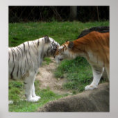 タイガー・ラブ ポスター (正面)