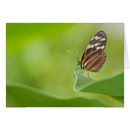 タイガー・ロングウィング・バタフライ