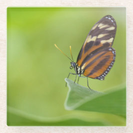 タイガー・ロングウィング・バタフライ ガラスコースター