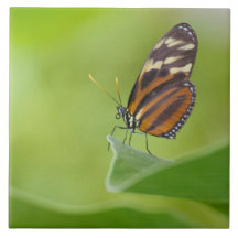 タイガー・ロングウィング・バタフライ