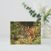 タイガー – 中国 – ドール – b-18 ポストカード (スタンド正面)