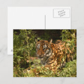 タイガー – 中国 – ドール – b-18 ポストカード (正面/裏面)