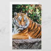 タイガー 便箋 (正面/裏面)