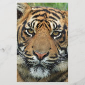 タイガー 便箋 (正面)
