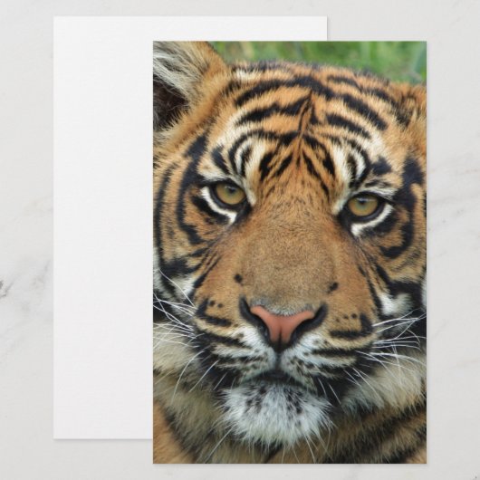 タイガー 便箋 (正面/裏面)