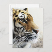 タイガー。北海道旭山動物園 ポストカード (正面/裏面)