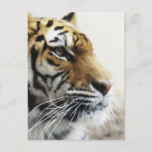タイガー。北海道旭山動物園 ポストカード (正面)