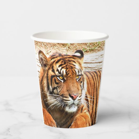 タイガー 紙コップ (裏面)