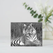 タイガー – 黒と白 ポストカード (スタンド正面)
