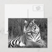 タイガー – 黒と白 ポストカード (正面/裏面)