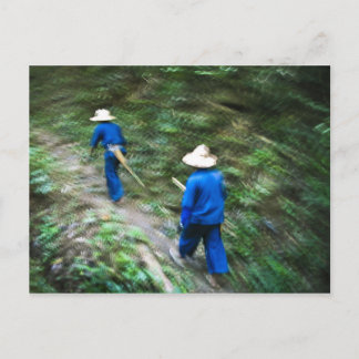 タイジャングルをトレッキング ポストカード