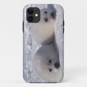 タイセイヨウアザラシ (Phoca groenlandica) 子グマ iPhone 11 ケース