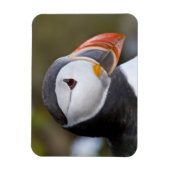 タイセイヨウオオハシウミドリ、海洋性の海鳥 マグネット (縦)
