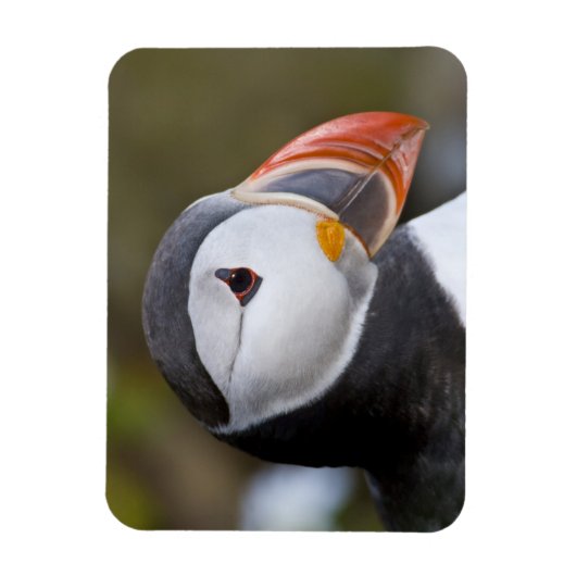 タイセイヨウオオハシウミドリ、海洋性の海鳥 マグネット (縦)