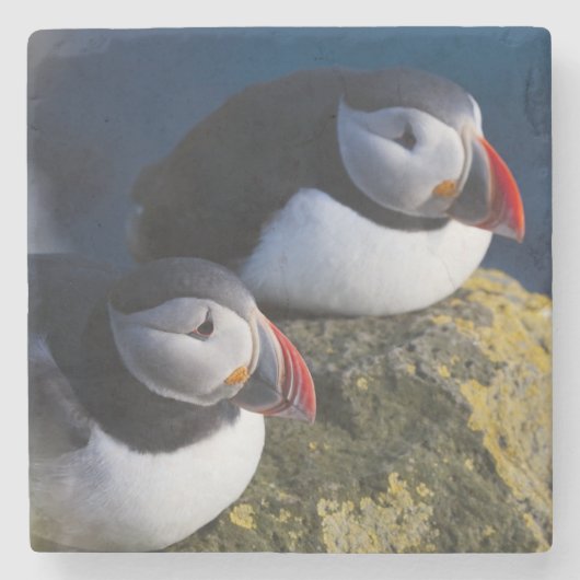 タイセイヨウニシツブクロウ (Fratercula arctica) 7 ストーンコースター (正面)