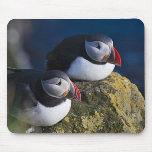 タイセイヨウニシツブクロウ (Fratercula arctica) 7 マウスパッド (正面)
