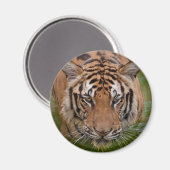 タイタイガー冷蔵庫用マグネット マグネット (正面/裏面)