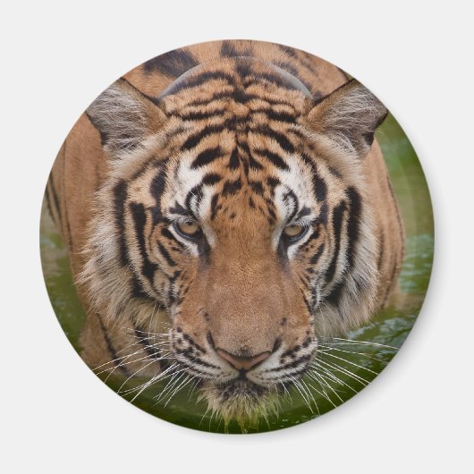 タイタイガー冷蔵庫用マグネット マグネット (正面)