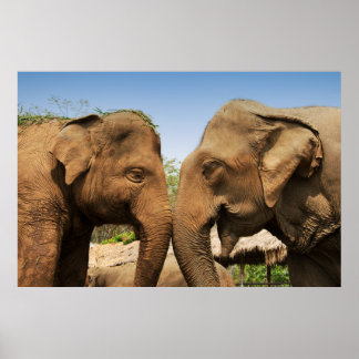 タイチェンマイで象を話す ポスター