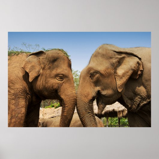 タイチェンマイで象を話す ポスター (正面)