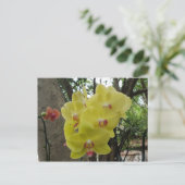 タイチェンマイの花 ポストカード (スタンド正面)