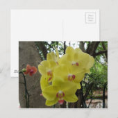 タイチェンマイの花 ポストカード (正面/裏面)