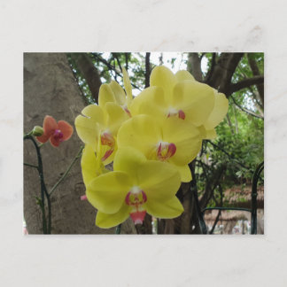 タイチェンマイの花 ポストカード