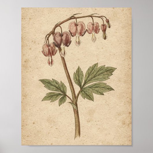 タイツリソウの植物画 ポスター (正面)