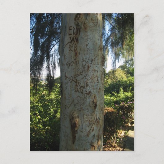 タイツリーグラフィティ ポストカード (正面)