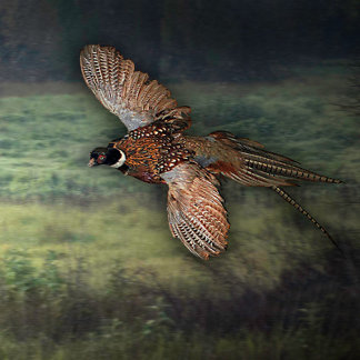 タイトル： " PHESANT LOOKING FOR PREY : ポスター