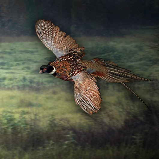 タイトル： " PHESANT LOOKING FOR PREY : ポスター