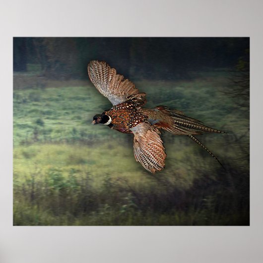 タイトル: " PHESANT LOOKING FOR PREY : ポスター (正面)