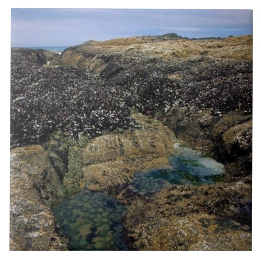 タイドプールズアットボブクリークOR タイル (正面)