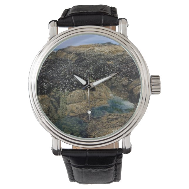 タイドプールズアットボブクリークOR 腕時計 (正面)