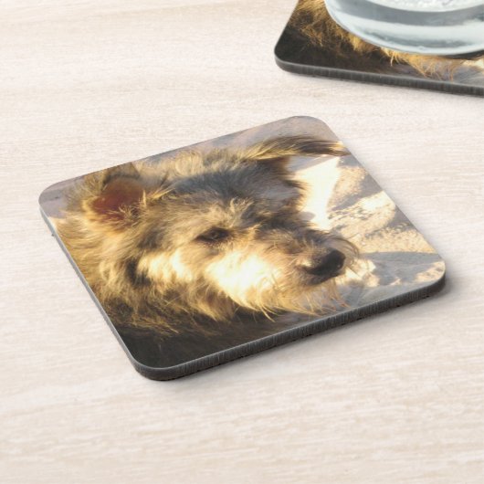 タイビーチドッグ コースター (左側)