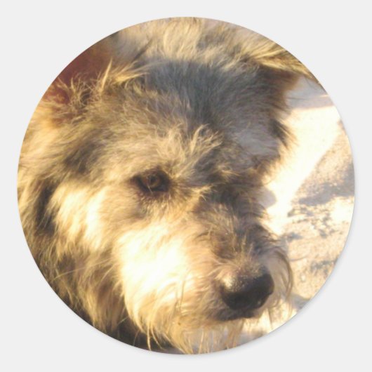 タイビーチドッグ ラウンドシール (正面)