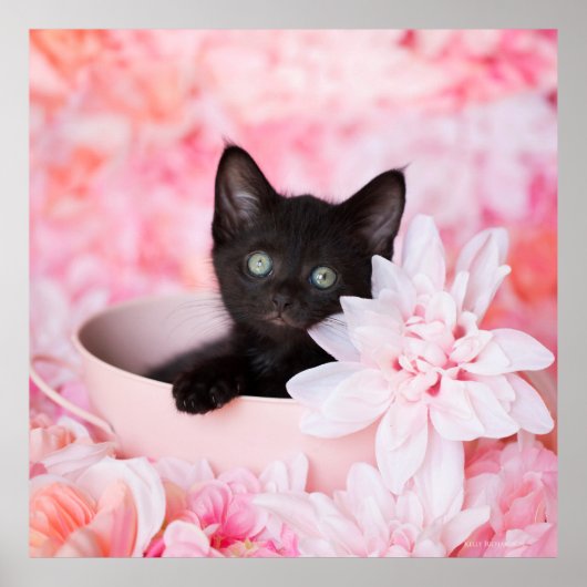 タイピンクフローラ ポスター (正面)