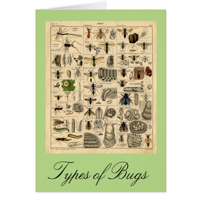 タイプの虫のヴィンテージの昆虫の図表カード (正面)