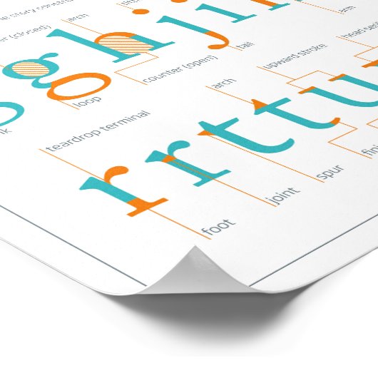 タイプ解剖学ガイド ポスター (角)