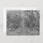 タイヘーゼルナッツ ポストカード (正面/裏面)