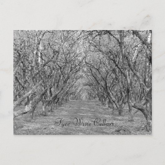 タイヘーゼルナッツ ポストカード (正面)