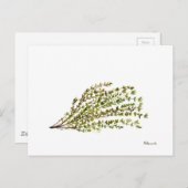 タイムのハーブのキッチンアートの水の色絵画の ポストカード (正面/裏面)