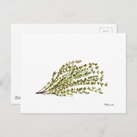 タイムのハーブのキッチンアートの水の色絵画の ポストカード (正面/裏面)