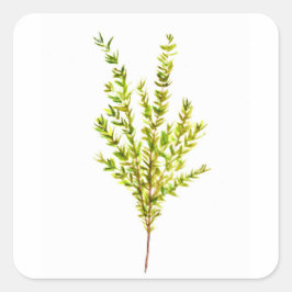 タイム植物薬草 スクエアシール