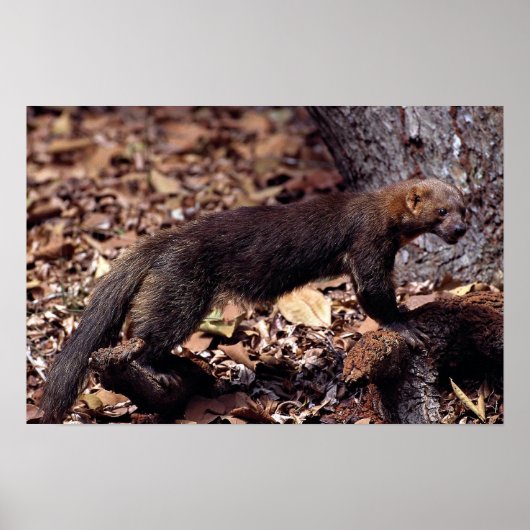 タイラ（エイラバーバタ） ポスター (正面)