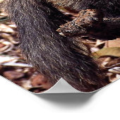 タイラ（エイラバーバタ） ポスター (角)