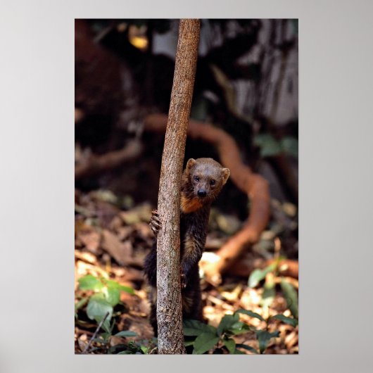 タイラ（エイラバーバタ） ポスター (正面)