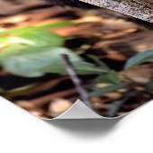 タイラ（エイラバーバタ） ポスター (角)